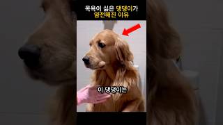 목욕이 싫은 댕댕이가 얌전해진 이유