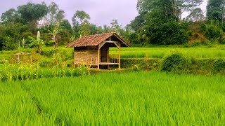 BUILD BAMBOO HOUSE ALONE IN RICEFIELD,  MEASURING THE LAND, MAKING AND ASSEMBLING THE FRAME