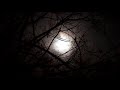 full moon rising at night in forest hd relaxing screensaver