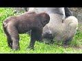 Jabali's Curiosity Strikes Again -What's So Interesting About Dad's Butt?呷百二對爸爸的屁股超好奇 😆 笑翻天 !