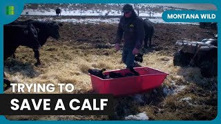 Saving Cows in the Montana Mountains - Montana Wild - Documentary