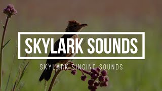 Skylark Sounds 🪶 Skylark Sound Effects