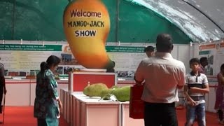 Bengaluru welcomes the king of fruits