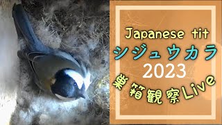 シジュウカラ 巣箱配信 2023/04/23【巣作り開始から26日目】