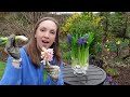 hyacinths as cut flowers harvesting long stemmed hyacinths with great vase life northlawn