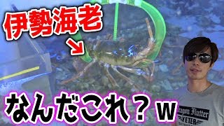 【伊勢海老キャッチャーww】1万円以内で高級食材「伊勢海老」は取れるのか？【サブマリンキャッチャー】