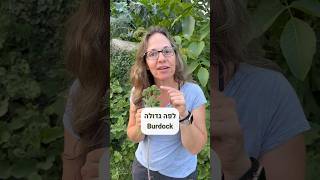 לפה גדולה - צמח מרפא מעולה #ליקוט