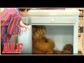 ALF, the Doomsday Prepper | S3 Ep24 Clip