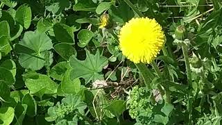 Maskros / Dandelion (Taraxacum officinale), Los Sweden