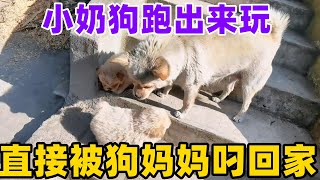 小奶狗跑出来玩，直接被狗妈妈叼回家