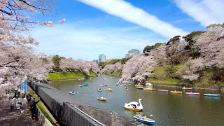 満開の桜、千鳥ヶ淵を散歩、東京、日本【4K】