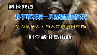 科学家发现一只猩猩基因突变，差点变成人，与人类基因只差1%＃进化＃基因组学＃动物学＃人类学＃生物多样性＃Evolution＃Genomics＃Anthropology