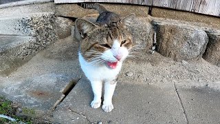 道端に何か喋り掛けてくる野良猫がいたので近づいてナデナデしたらゴロゴロと喜んだ