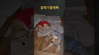 골든리트리버만 6마리 키우는이유 착해도 너무 착해 #짱아네가족 #3대가사는집 #goldenretriever