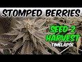 SEED to HARVEST in TIMELAPSE Stomped Berries Cannabis Home Grow KS5000