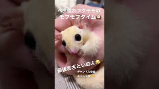 お迎えしたフクロモモンガの赤ちゃんがあざとかわいかった