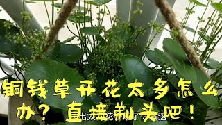 铜钱草开花太多怎么办？那就直接剃头吧！