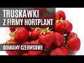 Najnowsze truskawki z firmy Hortplant (cz. I) - odmiany czerwcowe