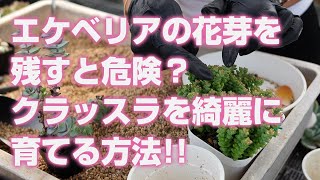 【多肉植物】エケベリアの花芽を残すと危険？クラッスラを綺麗に育てる方法!!【succulent】トロピカルガーデン