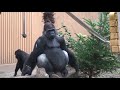 2019 10 家族を見守る父モモタロウ⭐️ゴリラ【京都市動物園】father gorilla momotaro quietly watches family