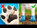 AWESOME HACKS FOR PET OWNERS || Cute DIYs, Fun Toys and Useful Gadgets