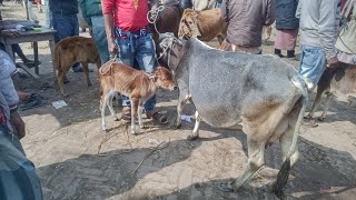 শুকনা গাই বাছুর কিনুন দিনাজপুরের ঐতিহ্যবাহী সেতাবগঞ্জ হাট থেকে || ৭ ফেব্রুয়ারি ২০২২।