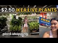 $2.50 LIVE PLANTS AT IKEA! Plant Styling Inspo & Houseplant Shopping at IKEA