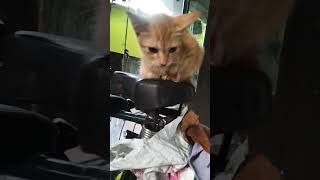 നിനക്ക് എന്താ വേണ്ട #catvideos #malaylamcomedy #funny#🐱🐱🤣🤣🤣🤣 #youtubeshorts ❤️