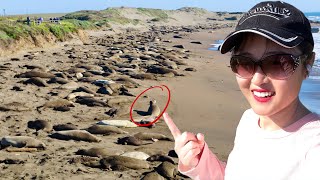 加州一号公路，居然有几百只象海豹聚集！Elephant Seal Rookery