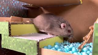 Hamster Obstacle Course, Winter Gray Hamster Escape From Minecraft Labyrinth - DIY Hamster Labyrinth