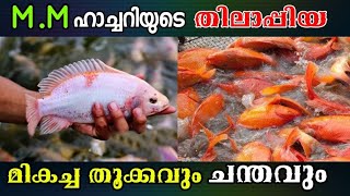 MM ഹാച്ചറിയുടെ റെഡ് തിലാപ്പിയ വളർത്തൽ | MM Hatchery Red Thilapia | Thilapia Fish Farming Kerala