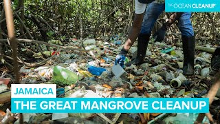 Cleaning Plastic Pollution in Kingston's Mangroves, Jamaica 🇯🇲