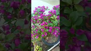 bougainvillea Plants🌱 Online Sale🚚 #shorts Low Price bougainvillea | 🏵contact - 8336800192🏵