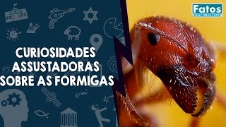 7 Curiosidades Assustadoras sobre as Formigas