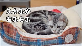 新しい猫ベッド、〇〇したら使ってくれました。