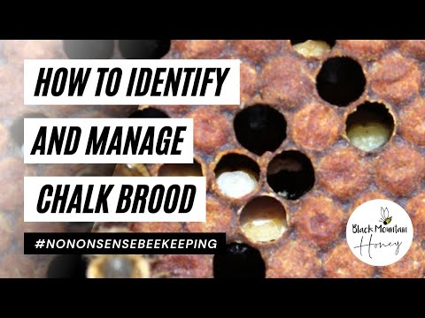 How do you treat a chalkbrood in a bee colony?