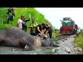 Download Reasons to trust Humanity! Helping an injured Elephant In Mp4 3Gp Full HD Video