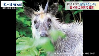 四つ目のカモシカ！？宮城・登米市の寺院近くで男性が遭遇（20210608OA)