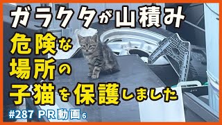 ガラクタの山で遊んでいた子猫たち、危険につき保護しました...【PR6・もじょか野良時代編】