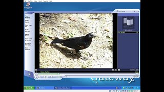 WMP9 On WinXP, Video Playback (VBox)