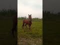 Ноокен р. САНЖЫРАЛУУ САНЧО. motivation кокбору horseriding animal horse motiv