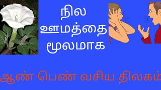 நில ஊமத்தை மூலம் ஆண் பெண் வசிய திலகம்