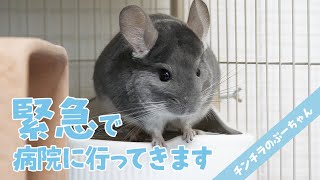 【ご報告】チンチラのぷーちゃんが緊急で病院に行ってきます！