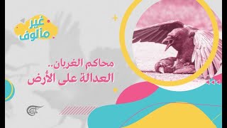 غير مألوف | محاكم الغربان.. العدالة على الأرض | 2021-02-03