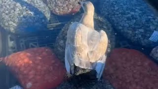 Seagull Rescue: Clam Clutches Toe Until Quick-Thinking Saves Day || WooGlobe