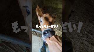 ミルクBaby【渋川動物公園】ジャージー牛の赤ちゃんバケツミルクタイム #shorts #うし #酪農