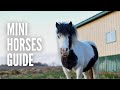Miniature Horses 101: Everything You Need to Know