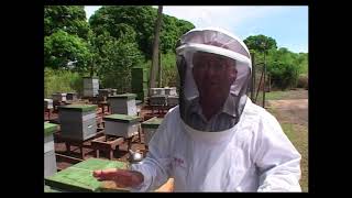 Part 28 - Robbing \u0026 Feeding - Guide to Beekeeping in the Tropics with Gavin McKenzie