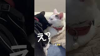 噛み付いたまま寝たんだけどww #三毛猫 #黒猫 #保護猫 #猫 #猫カフェ