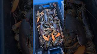 Big Lobster Beautiful Day!🦞🦞🦞#fishing #lobster #music #boat #automobile #motivation #sea #seafood